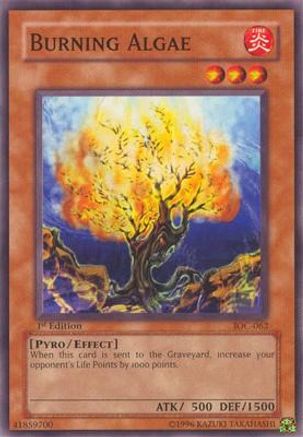 Image of Burning Algae [IOC-062] Common