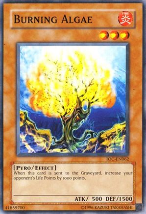 Image of Burning Algae [IOC-EN062] Common