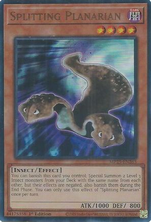 Image of Splitting Planarian [MP25-EN263] Ultra Rare